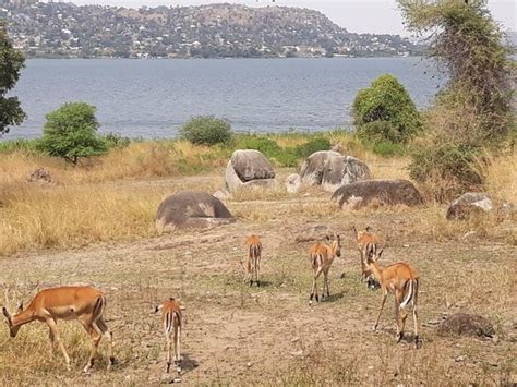Saanane Island National Park Mwanza 2019 All You Need To Know