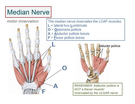 Maybe you would like to learn more about one of these? Image result for hand muscle innervation | Median nerve ...