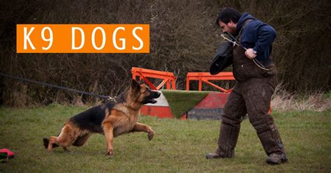 Police dogs have now become very helpful to the society because there. What is a K9 Dog? K9 Dog Breeds, Training & Duties | MEC ...