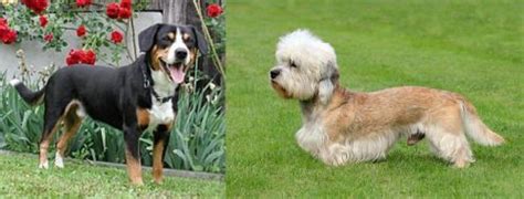 Entlebucher Mountain Dog Vs Dandie Dinmont Terrier Breed Comparison