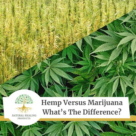 Hemp Versus Cannabis Whats The Difference Natural Healing Products