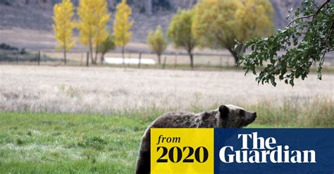 Victory For Yellowstones Grizzly Bears As Court Rules They Cannot Be