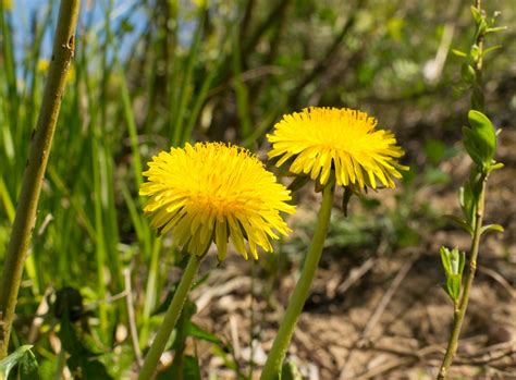 Use a weeding tool or pointed garden trowel to help loosen the tap root in the soil, then gently pull the plant out. Natural Methods on How to Get Rid of Dandelions in Your ...