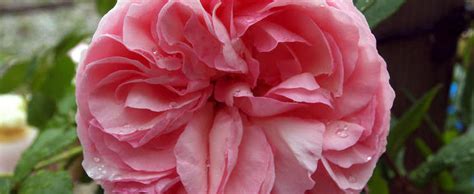 Large Flowered Climbing Rose Rosa Eden Climber