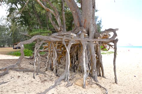 Natural Root Grafts The Daily Garden