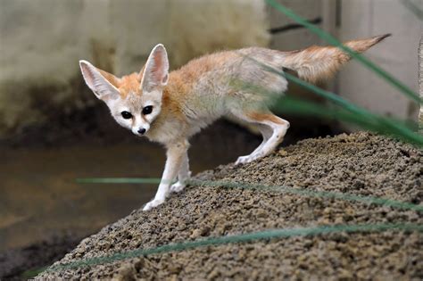 Gallery Fennec Foxes At Kirkleatham Owl Centre Redcar Teesside Live