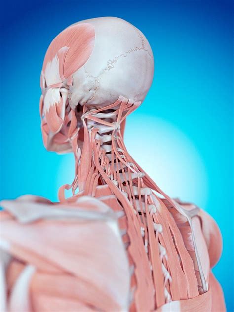 Anatomy Of Back Of Neck Bony Anatomy Of The Neck Ent Clinic Sydney