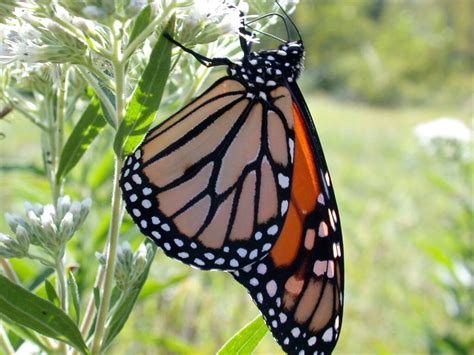 Where Have All The Monarch Butterflies Gone