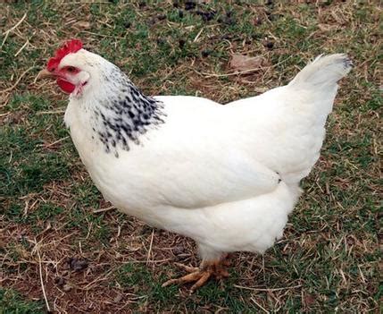 Check spelling or type a new query. A chicken coup: Group seeks to protect rare breeds