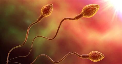 Las 4 Fases De La Espermatogénesis Y Sus Funciones