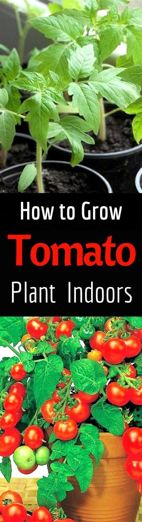 Growing Tomatoes How To Grow Tomato Plant At Home Home