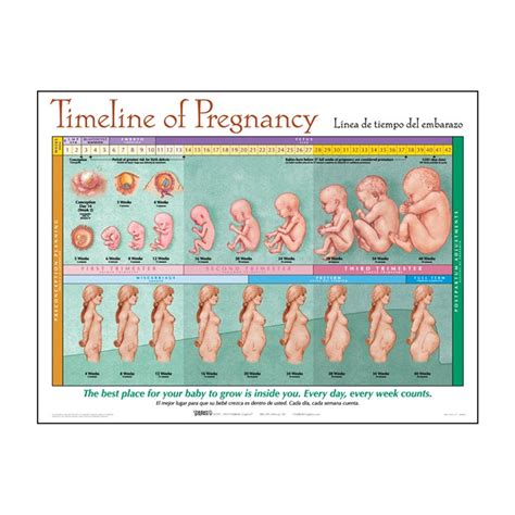 Timeline Of Pregnancy Laminated Chart 90823 Antenatal Education Chart