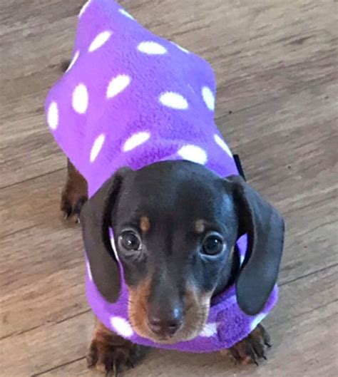 Pin By Connie On A Doxies Dachshund Puppies Long Haired Dachshund