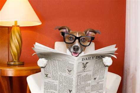 Dog Reading Newspaper At Home Stock Photo Image Of Intelligent