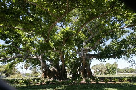 Palm Beach Gardens Fl John D Macarthurs Historic Banyan Tree Photo