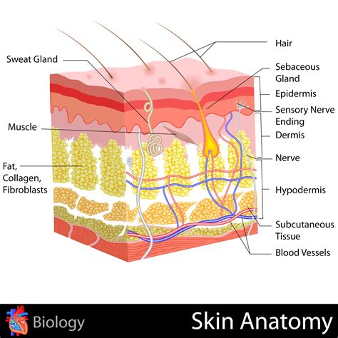 Pin By Self Alchemy On Human Anatomy Subcutaneous Tissue Skin