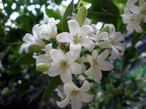 Check spelling or type a new query. White flowers photos and names