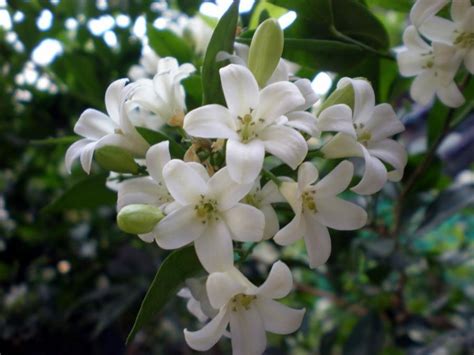 Maybe you would like to learn more about one of these? White flowers photos and names