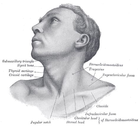 Anatomy of the head and neck. Neck Anatomy
