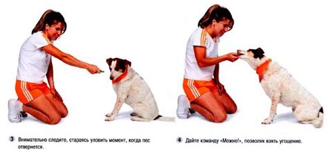 как научить команде фу | Дрессировка собак, Собаки, Дрессировка щенка