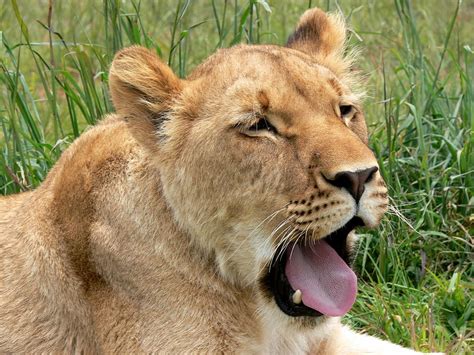 Hd Wallpaper Lion Lioness Yawn Tired Cat Wild Wildlife Africa
