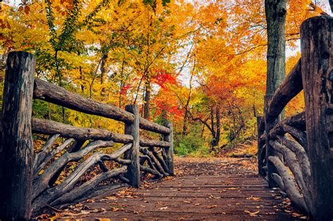Path Leaves Nature Fall Trees Autumn Autumn Splendor Wallpapers