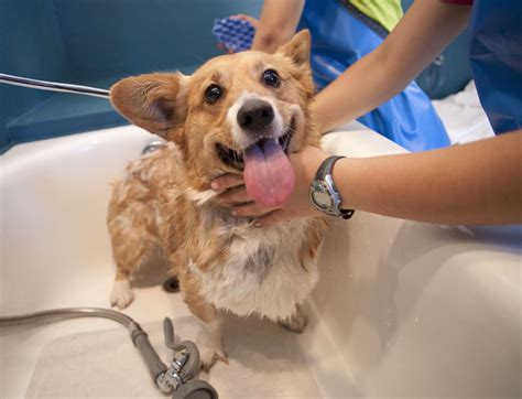 Indianapolis Do-It-Yourself Pet Bathing Facilities