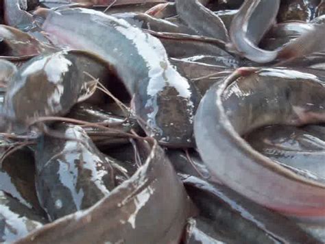 Maybe you would like to learn more about one of these? Mengenal Penyakit Pada Ikan Lele dan Cara Mengatasinya