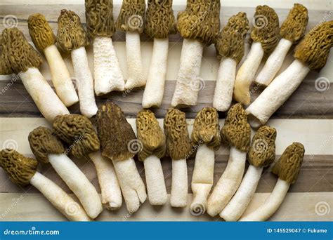 Morel Conical Morchella Conica A Bunch Of Delicious Edible Mushrooms