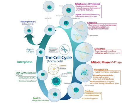 Animal Cell Cycle Phases The Cell Cycle Of Growth And Replication