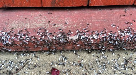 Flying Ants How To Get Rid Of Winged Ants At Your Home