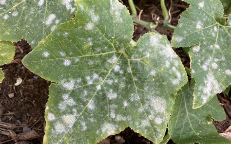 What You Can Do About That Mysterious White Stuff On Your Plants