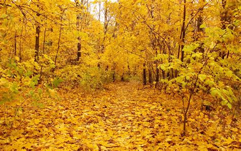 Nature Autumn Yellow Forest Leaves Field Fallen Okay Wallpaper