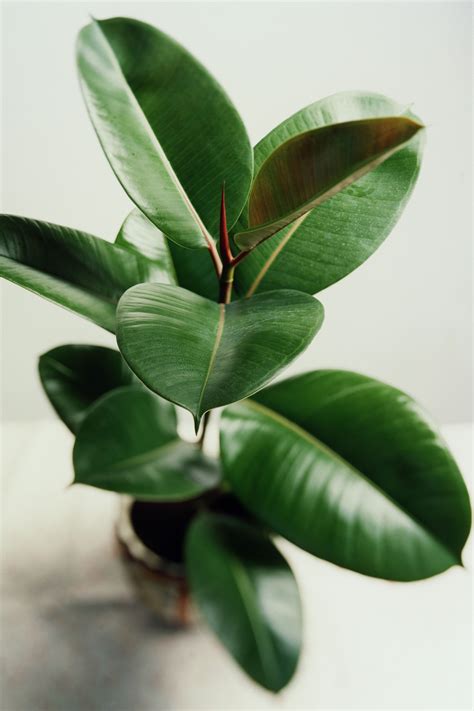 Top Ideas 44 Indoor Small Leaf Plants