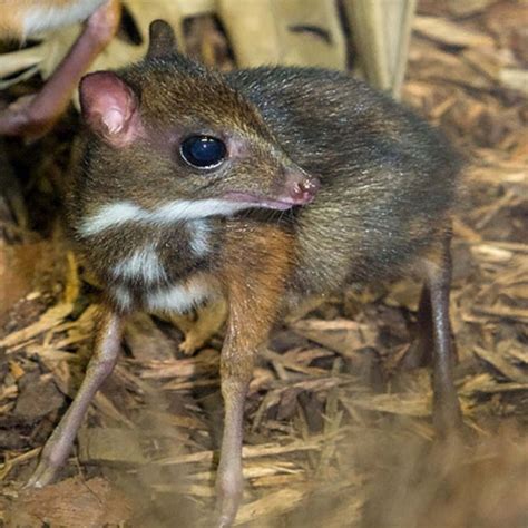 Mousedeer — noun very small hornless deer like ruminant of tropical asia and west africa • syn: Mouse Deer: Unusual Cute Animal - XciteFun.net