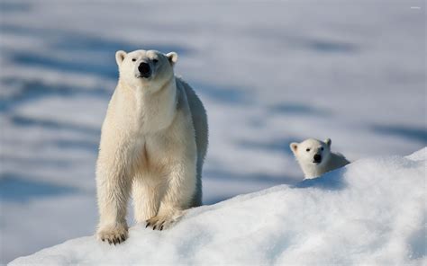 Polar Bear With Cub Wallpaper Animal Wallpapers 20540