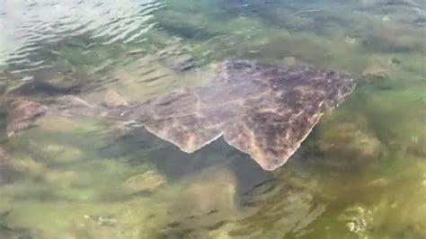 Rare Critically Endangered Angel Shark Spotted By Kayakers