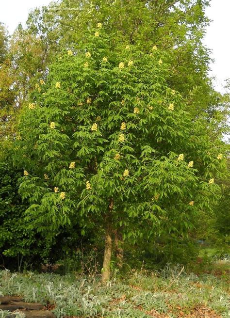 Native to albania and greece, the horse chestnut was introduced to britain in 1616 and is now common in parks, village greens and city streets. PlantFiles Pictures: Ohio Buckeye, Horse Chestnut 'Autumn ...