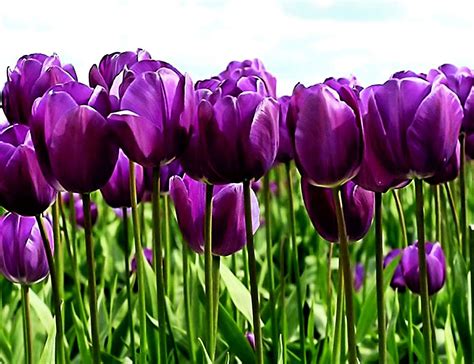 Cây hoa lan là một loại thực vật, và do đó, sự biến dị trên loài cây này là hoàn toàn bình thường, không có gì đặc biệt, pgs đông cho biết. Rực rỡ lễ hội hoa Tulip ở Hà Lan xứ sở Cối Xoay gió