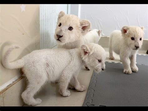 White Lion Cubs Rare White Lion Quadruplets To Meet Public For First