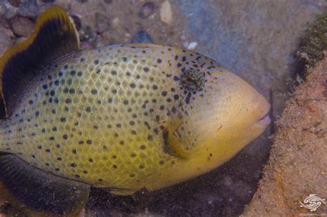 Yellow Margin Triggerfish Facts And Photographs Seaunseen