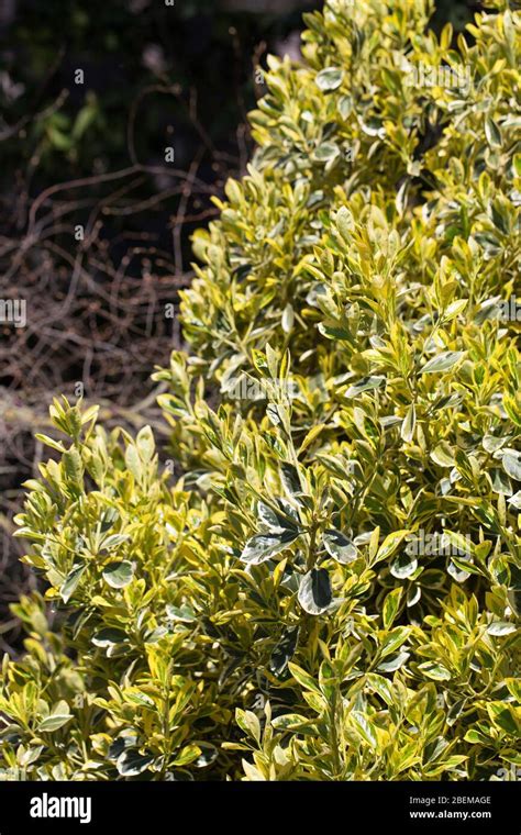 Euonymus Japonicus Hedge Hi Res Stock Photography And Images Alamy