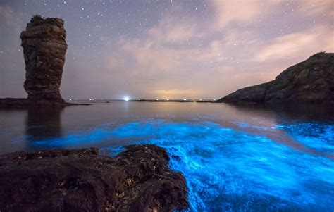 Natural Phenomenon Lights Up The Night Sea At Chinas Dalian Global Times
