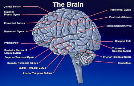 Traumatic Brain Injury - Sydney Cognitive Development CentreSydney