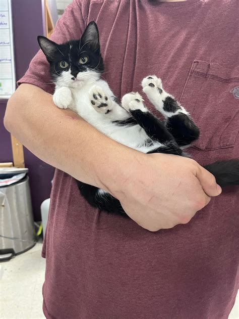 Cats for Adoption in Foley, Minnesota | Alpha Paw