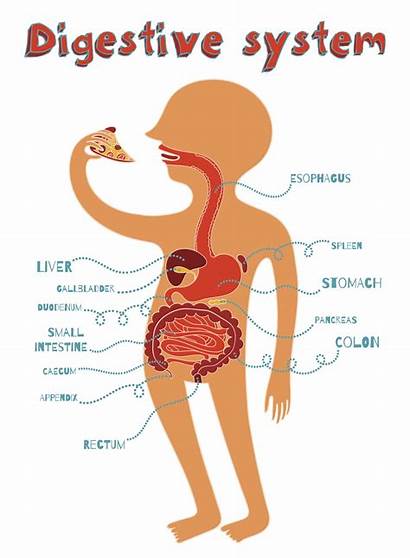 Digestive System Human Vector Illustration Animal Facts