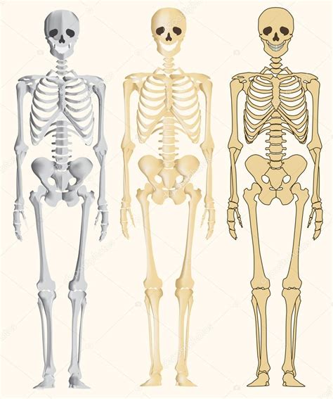 human skeleton — stock vector © robin2b 20384255