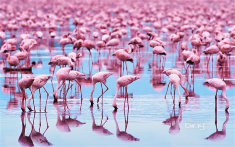 Pink Flamingos Preview