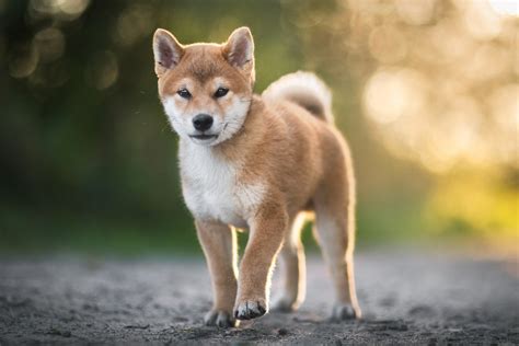 Download Baby Animal Bokeh Dog Puppy Animal Shiba Inu Hd Wallpaper
