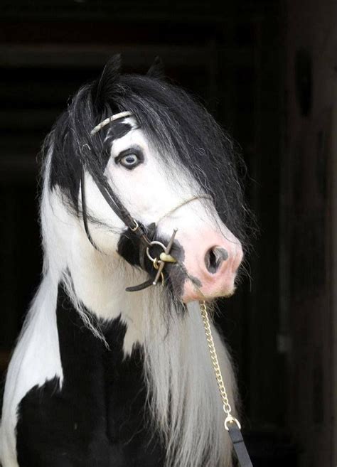 My daughter is a horse lover so it's the perfect card for her! Drew LOOK!! | Horses, Beautiful horses, Pretty horses